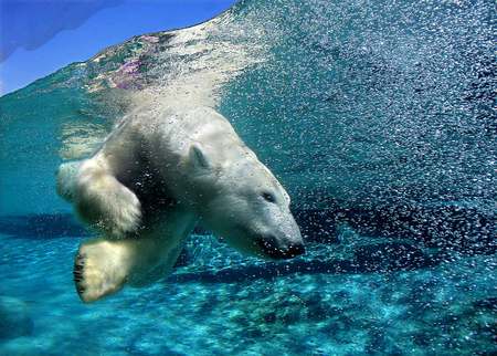 Swimming with the Polar Bears