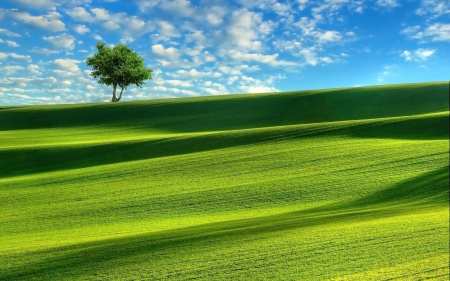 Rolling landscape of grass and tree