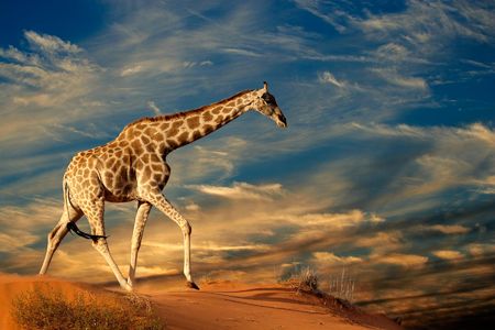 Giraffe in Africa